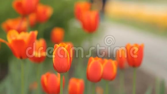 植物园郁金香花视频的预览图