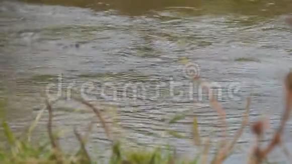 水流在小溪或小河中视频的预览图