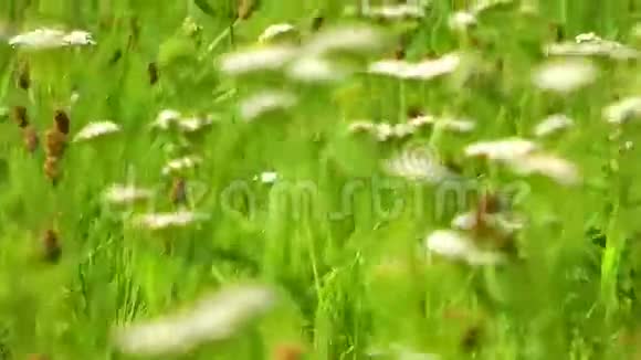 自然领域的绿色植物视频的预览图
