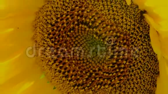 葵花籽视频的预览图