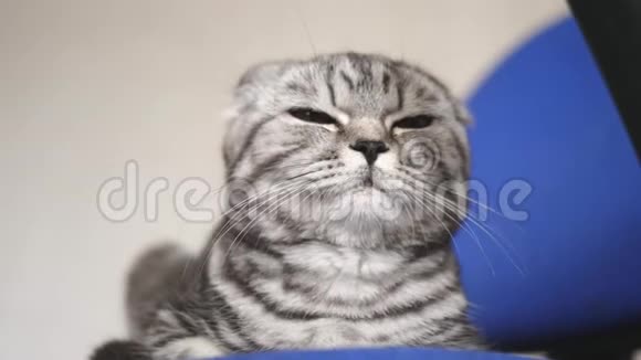 英国苏格兰褶皱猫猫在撒谎宠物在房间里休息漂亮的塔比猫视频的预览图