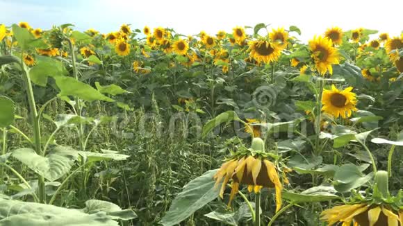 盛开的向日葵在阳光明媚的夏日阳光明媚的背光农业花卉背景视频的预览图