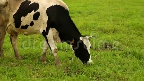 白色黑斑牛在绿色草地上吃草视频的预览图