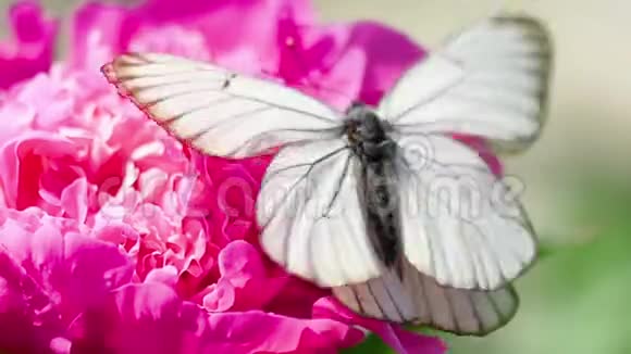 白蝴蝶视频的预览图