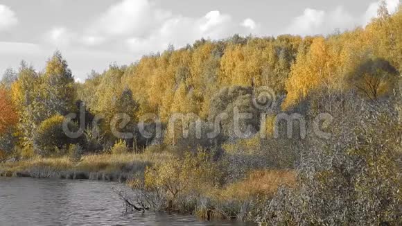 秋天的自然景观在河边用黄叶特写视频的预览图