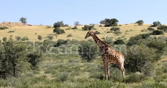可爱的长颈鹿南非野生动物视频的预览图