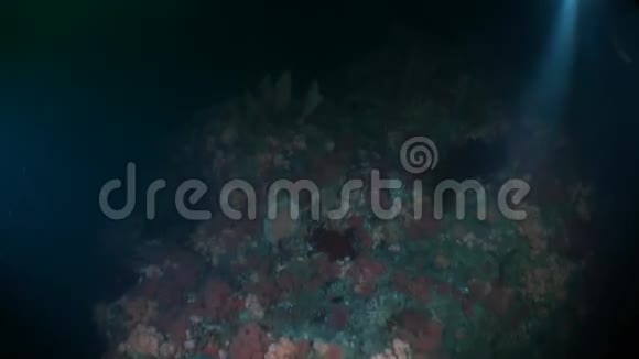 独特的色彩斑斓的海洋景观水下阿拉斯加视频的预览图