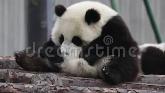 甜熊猫中国视频的预览图
