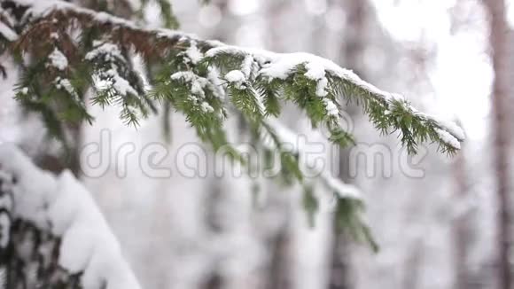 雪中的树枝视频的预览图