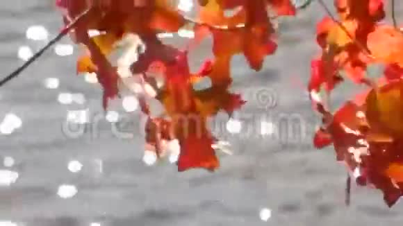 平顶湖上的孔雀秋红橡树叶视频的预览图