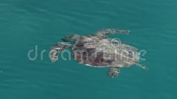 海上的海龟视频的预览图