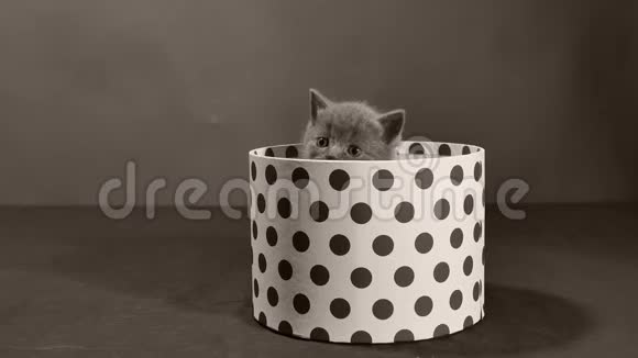 英国小猫和一个盒子视频的预览图