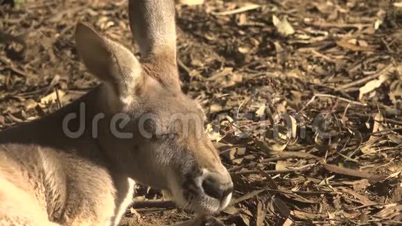 可爱的澳大利亚袋鼠视频的预览图