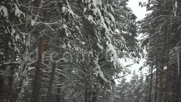 雪中的树枝视频的预览图