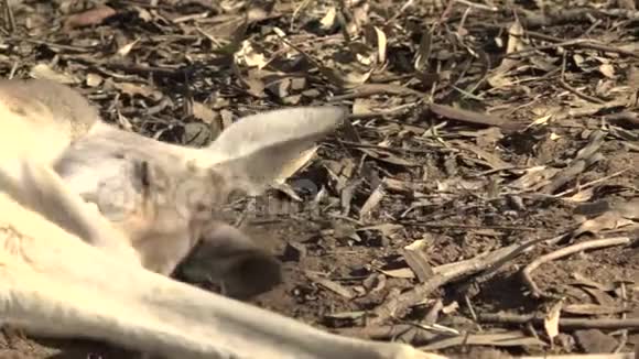 可爱的澳大利亚袋鼠视频的预览图