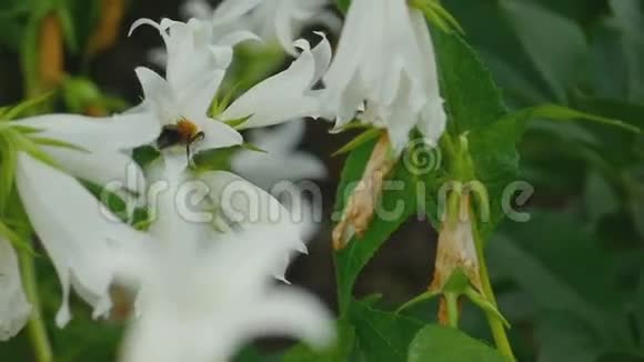坎帕努拉花上的大黄蜂视频的预览图