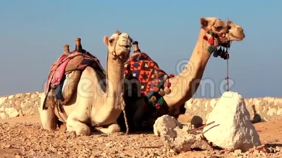 埃及骆驼视频的预览图