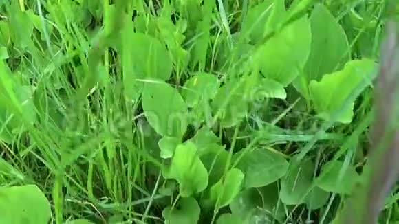 车前草主要绿色野生植物车前草药用植物高清视频镜头拍摄与稳定慢动作视频的预览图