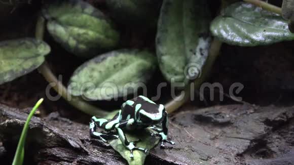 青蛙蟾蜍两栖动物动物自然视频的预览图