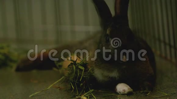 慢动作的棕色兔子在草地上视频的预览图