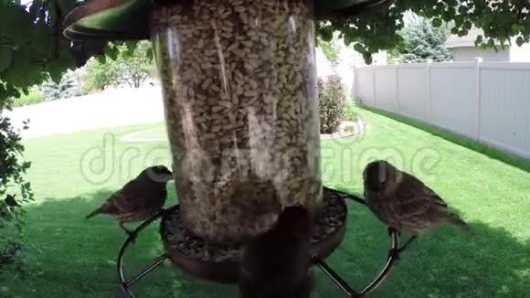 鸟类从饲养者那里吃种子视频的预览图