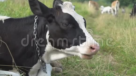 奶牛咀嚼着摆姿势在草坪上沉思视频的预览图