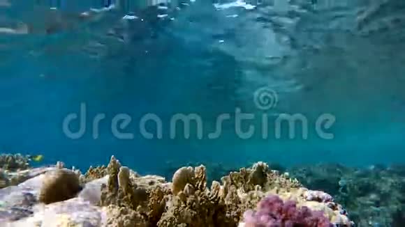 水下探险异国鱼类视频的预览图