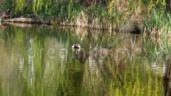 鸭子在湖上游近4k视频的预览图