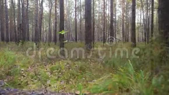 秋天美丽宁静的森林视频的预览图