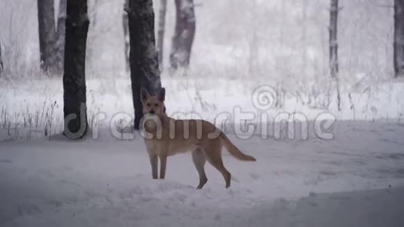 在冬季森林里散步狗慢动作视频的预览图