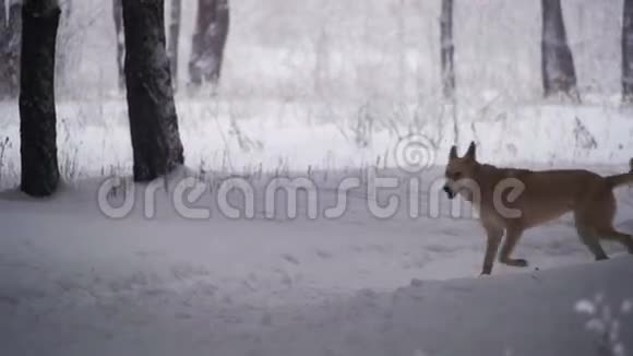 在冬季森林里散步狗慢动作视频的预览图
