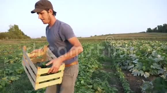 有机生态农场采摘黄瓜的年轻男性农民视频的预览图