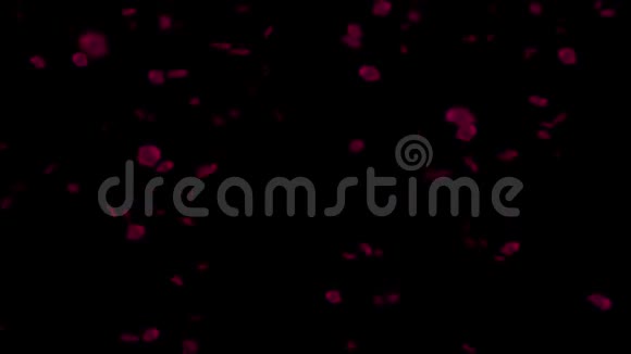黑色背景高清的落红玫瑰花瓣视频的预览图