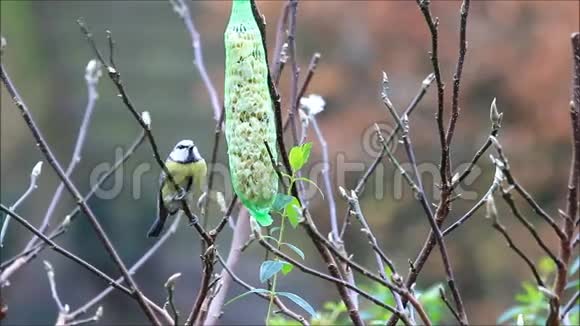 冬天给鸟儿吃花生蓝雀视频的预览图