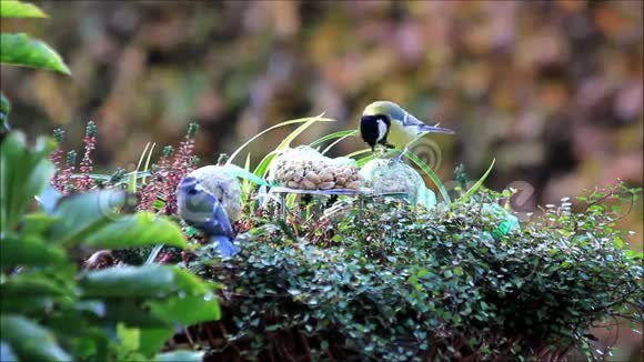 鸟食山雀冬天花篮里的饲料视频的预览图