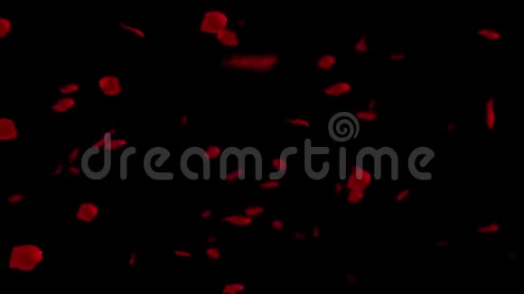 落在黑色背景高清的玫瑰花瓣视频的预览图