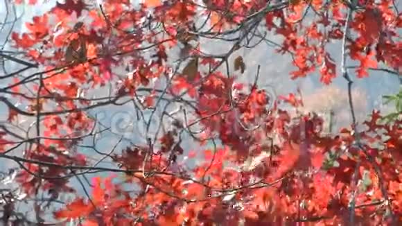 瓦夫平顶湖上的秋红橡树叶视频的预览图