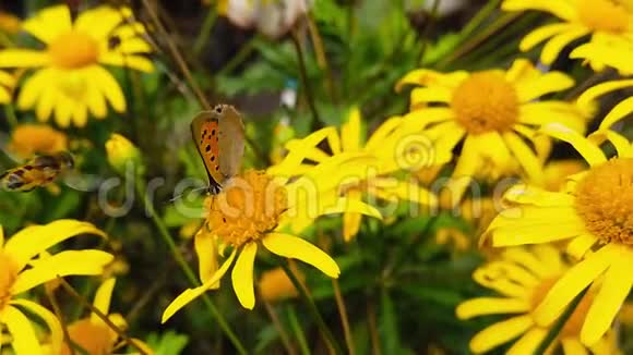 金色灌木上的小铜蝴蝶雏菊慢动作视频的预览图