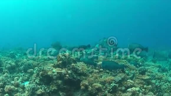 珊瑚礁与一个学校的熊头鹦鹉4k视频的预览图