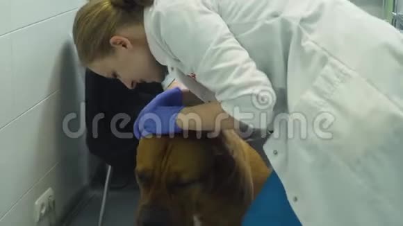 兽医诊所里的狗视频的预览图