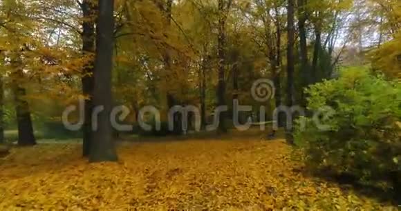 空中公园森林秋径视频的预览图