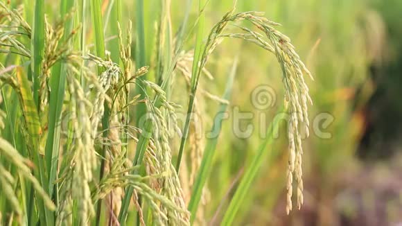 水稻种植视频的预览图