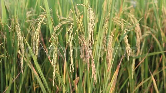 水稻种植视频的预览图
