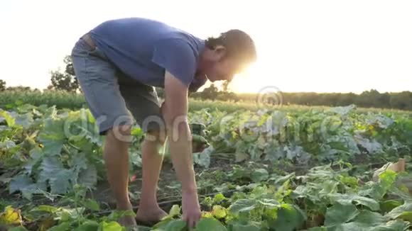 有机生态农场采摘黄瓜的年轻男性农民视频的预览图