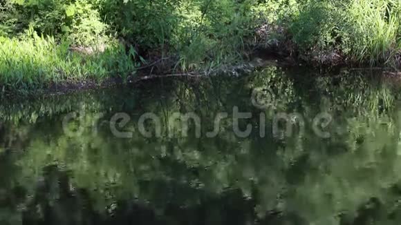 绿色反射塘表面视频的预览图
