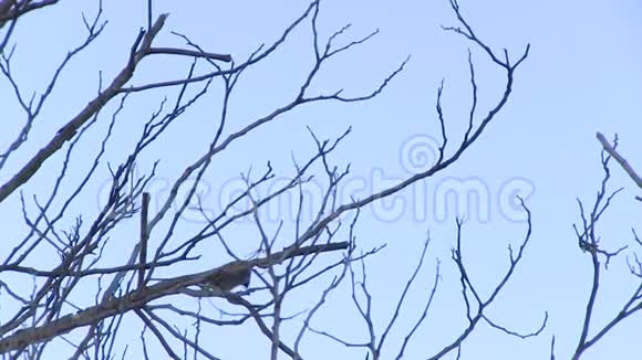 树木和一只鸟射击视频的预览图