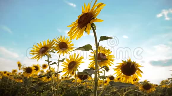 美丽的向日葵和日目生活领域黄花背景的蓝天景观慢动作视频的预览图