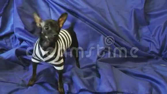 狗狗玩具狗在蓝色沙发上吠叫并在摄像机上摆姿势视频的预览图