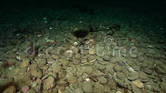 堪察加海底的海扇贝和螃蟹视频的预览图