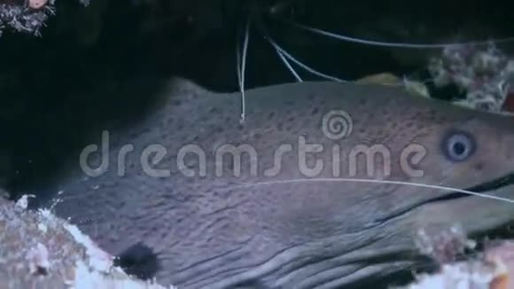 有味道的虾近距离射击马尔代夫视频的预览图